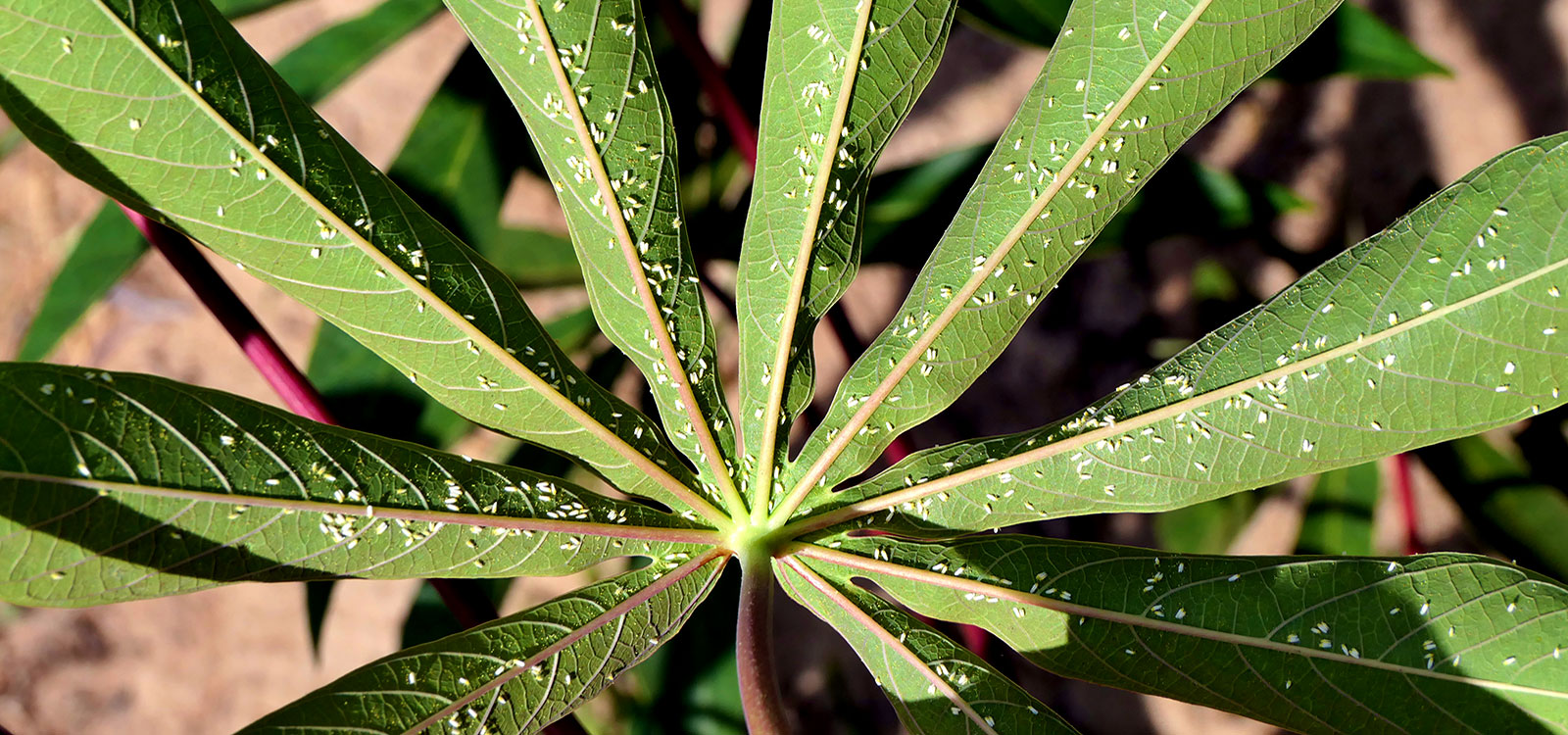 Scientists unravel genome and diversity of whitefly vector behind viral diseases devastating cassava in Africa