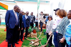 Hon. Linturi and KEPHIS board members looking at storage roots of improved cassava varieties.