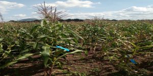 Striga resistant/susceptible mapping population families under artificial Striga infestation in Abuja, Nigeria.