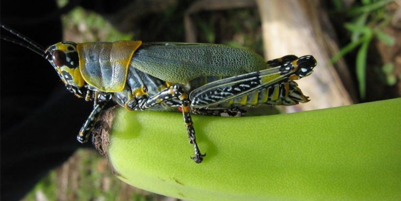Research by IITA and partners on biocontrol of pests and diseases represents 80% of the total impact of CGIAR’s work