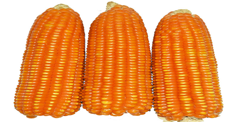 Africa produces several kinds of cereals, including maize, millet, rice, sorghum, and wheat.