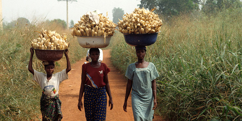 Researchers organize PVS workshop to improve African Yam Bean availability and enhance food security