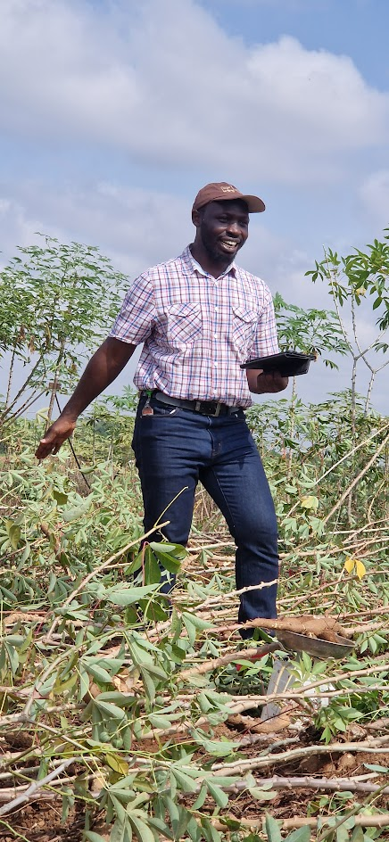 IITA researcher Siraj Ismail Kayondo at cassava trial plot during harvest.