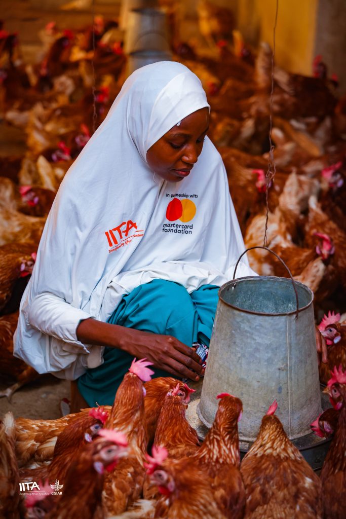 Rukayya Muhammad tending to layer birds in one of her poultry pens.