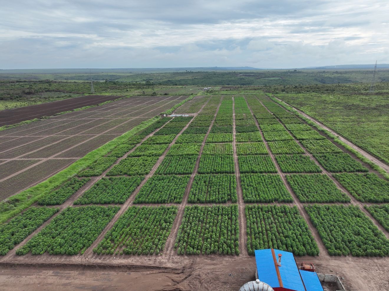 SAH cassava field multiplication
