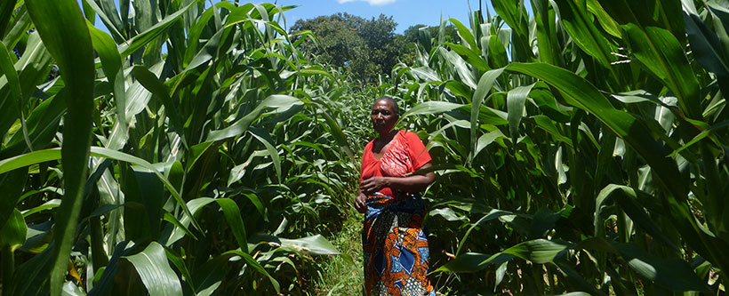 SUN project participant in her maize field.