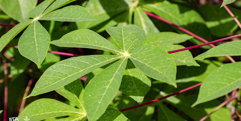  Sample of leaves to identify a variety.