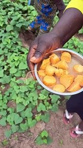 Sample of the OFSP distributed by the farmers.