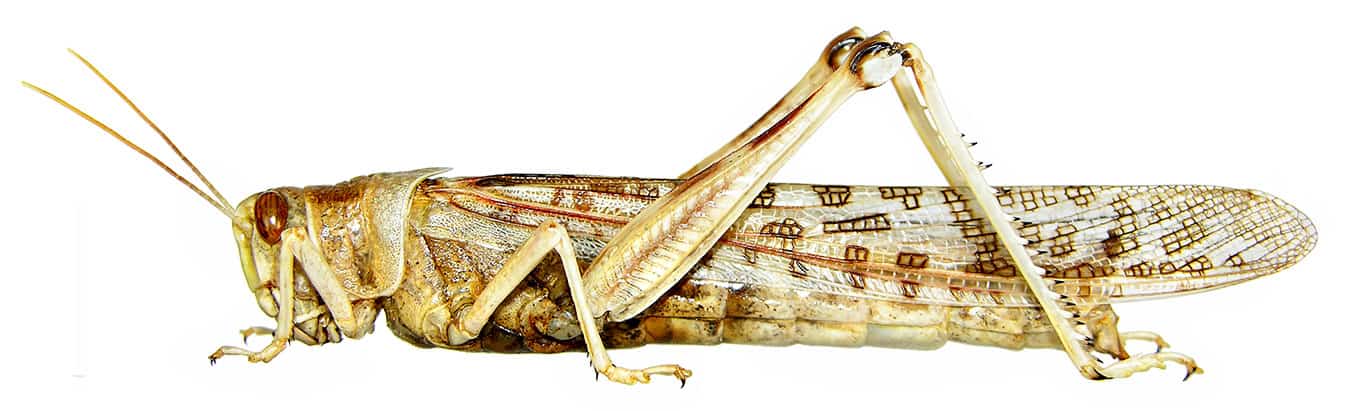 Spraying locusts is ineffective – IITA entomologist