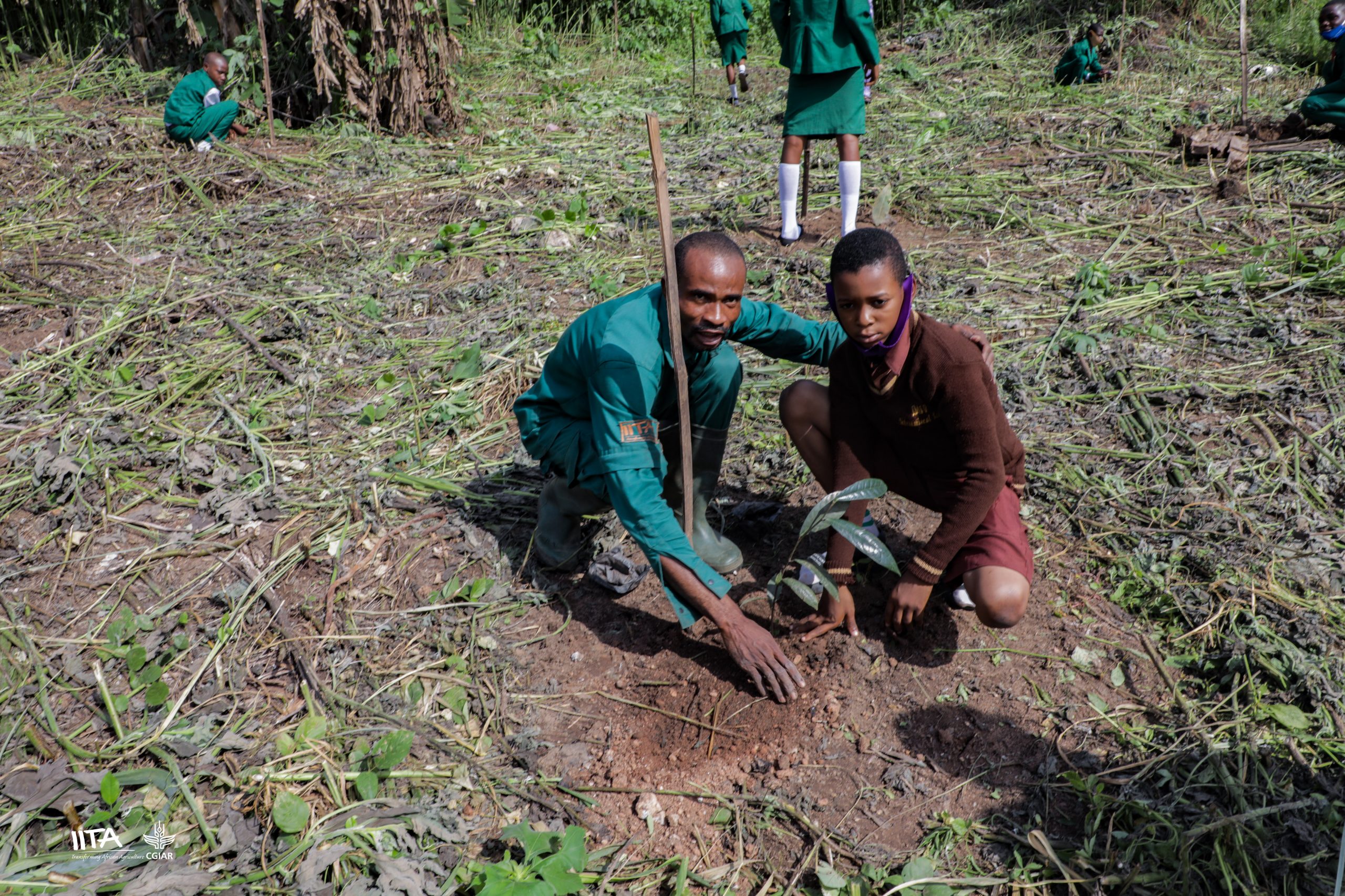 School pupil guided by IITA Forest Center staff to plant a tree seedling.