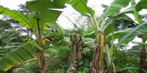 Banana Xanthomonas Wilt-infected banana plants in a banana farm.