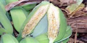 BXW-infected banana fruits in Uganda.