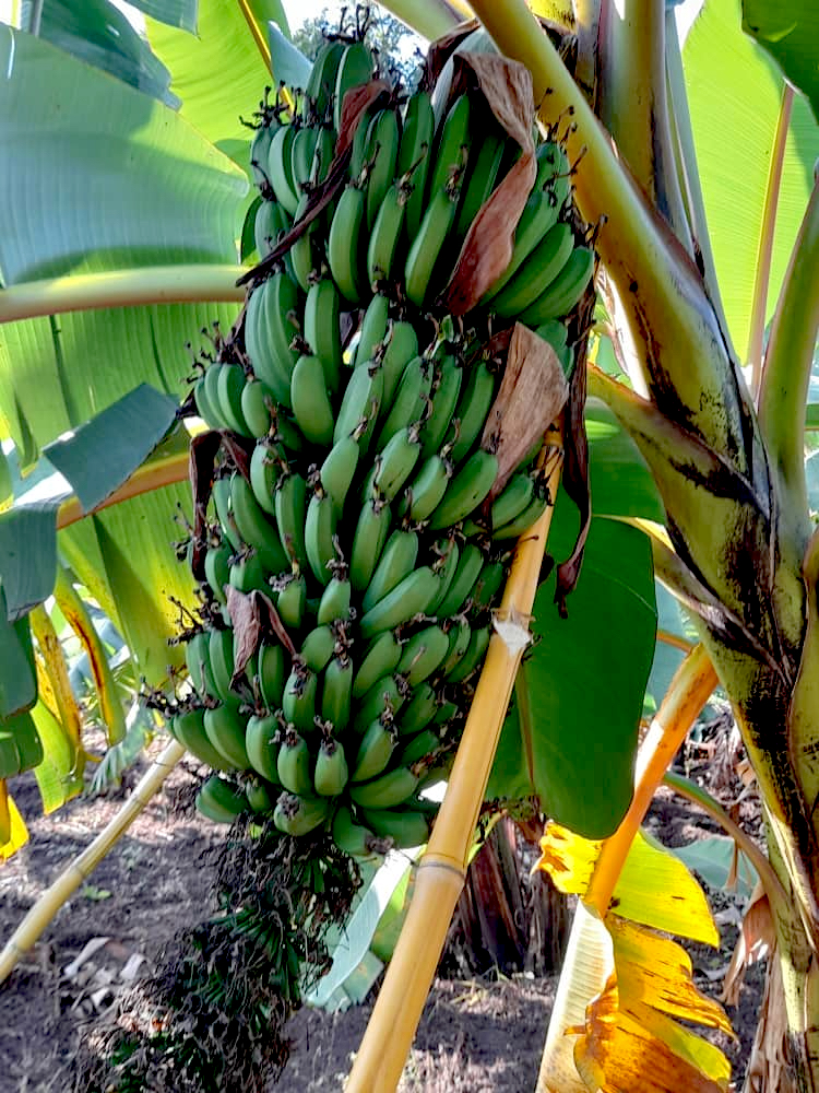 Scientists identify markers associated with resistance to the banana weevil borer