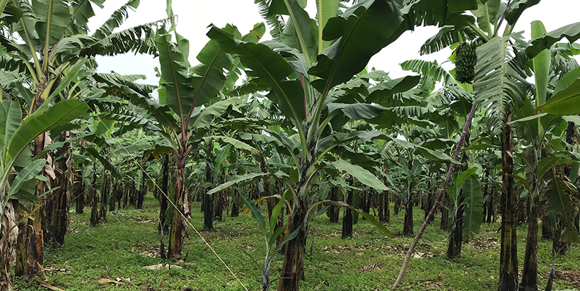 Scientists identify markers associated with resistance to the banana weevil borer