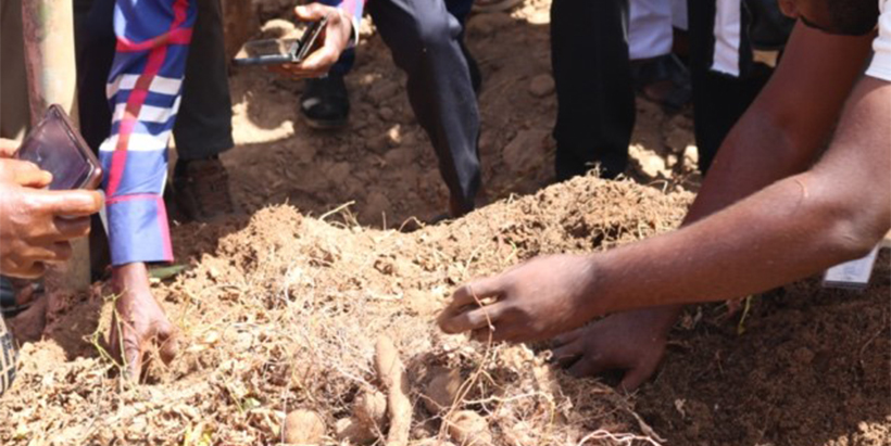 Silent revolution as farmers attest to the productivity of “chin-chin” yam