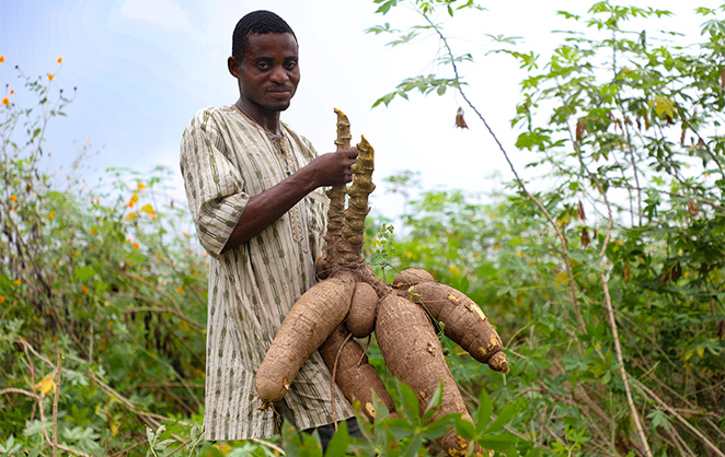 Showing off a harvest of vitamin A cassava during the nutrition and agripreneurship training in Ogun State.