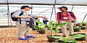 Njeri explaining her research in the green house to a project partner during an annual meeting of the Breeding Better Banana project