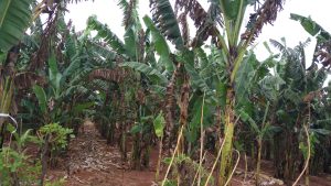 Banana plants showing symptoms of black sigatoka
