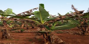 Banana plants showing symptomsof black sigatoka