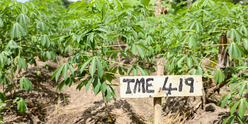TME 419 on the varietal field.