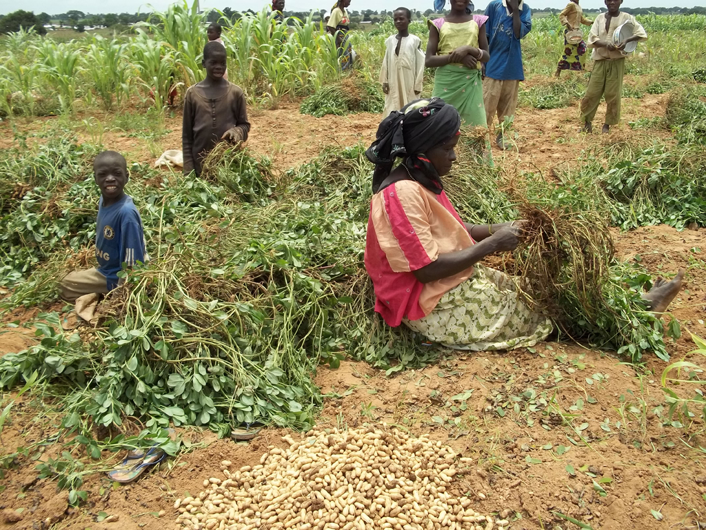 Smallholder farmers harvesting groundnuts.