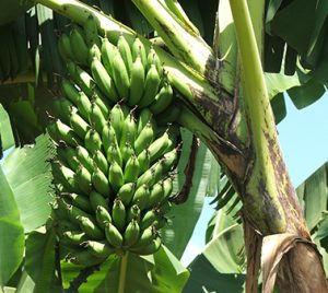 Scientists show which genetic loci is associated with bunch weight in highland banana