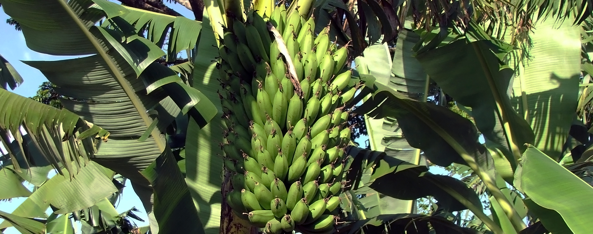 Scientists show which genetic loci is associated with bunch weight in highland banana
