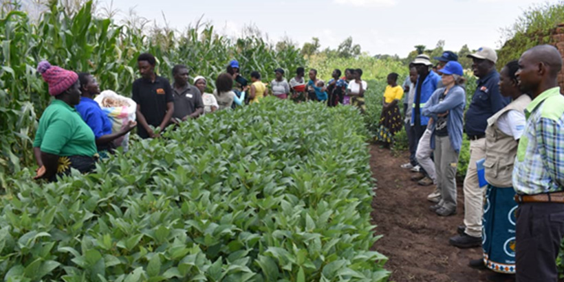 The EU delegation and DeSIRA team listening to the farmers’ standing in front of the maize-cowpea trial.