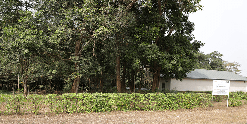 The IITA Forest Center office by its Tree Heritage Park.