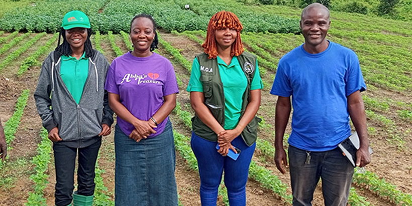 The IITA soybean breeding unit is implementing the soybean component of the EU-funded Seeds4Liberia project in collaboration with MoA, CARI, NaFAA, SDCA, and LACRA.