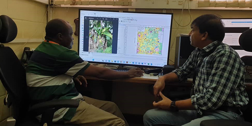 The IITA team using machine learning models for detecting bananas in the mixed cropping systems in Nigeria. Photo: IITA/L. Kumar