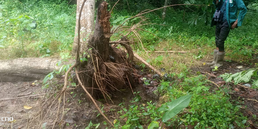 The fallen Stereospermum acuminatissimum tree at the Departmental Nursery, FUTA.