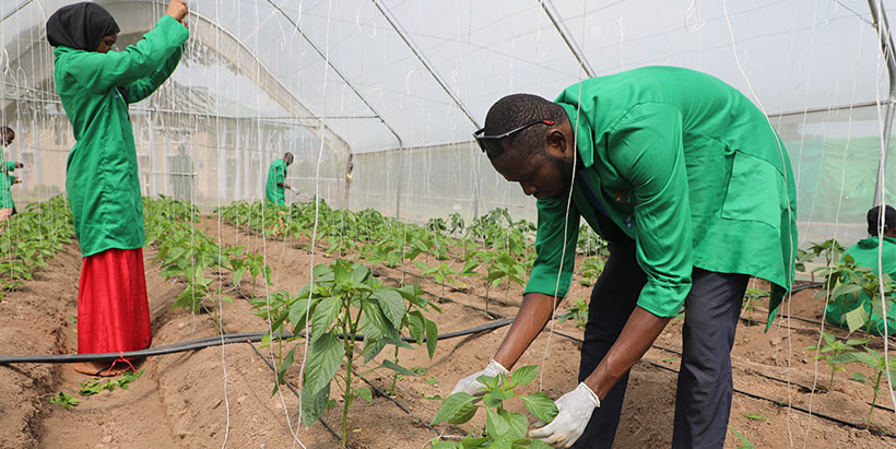 Participants staking pepper plants at the hub's greenhouse