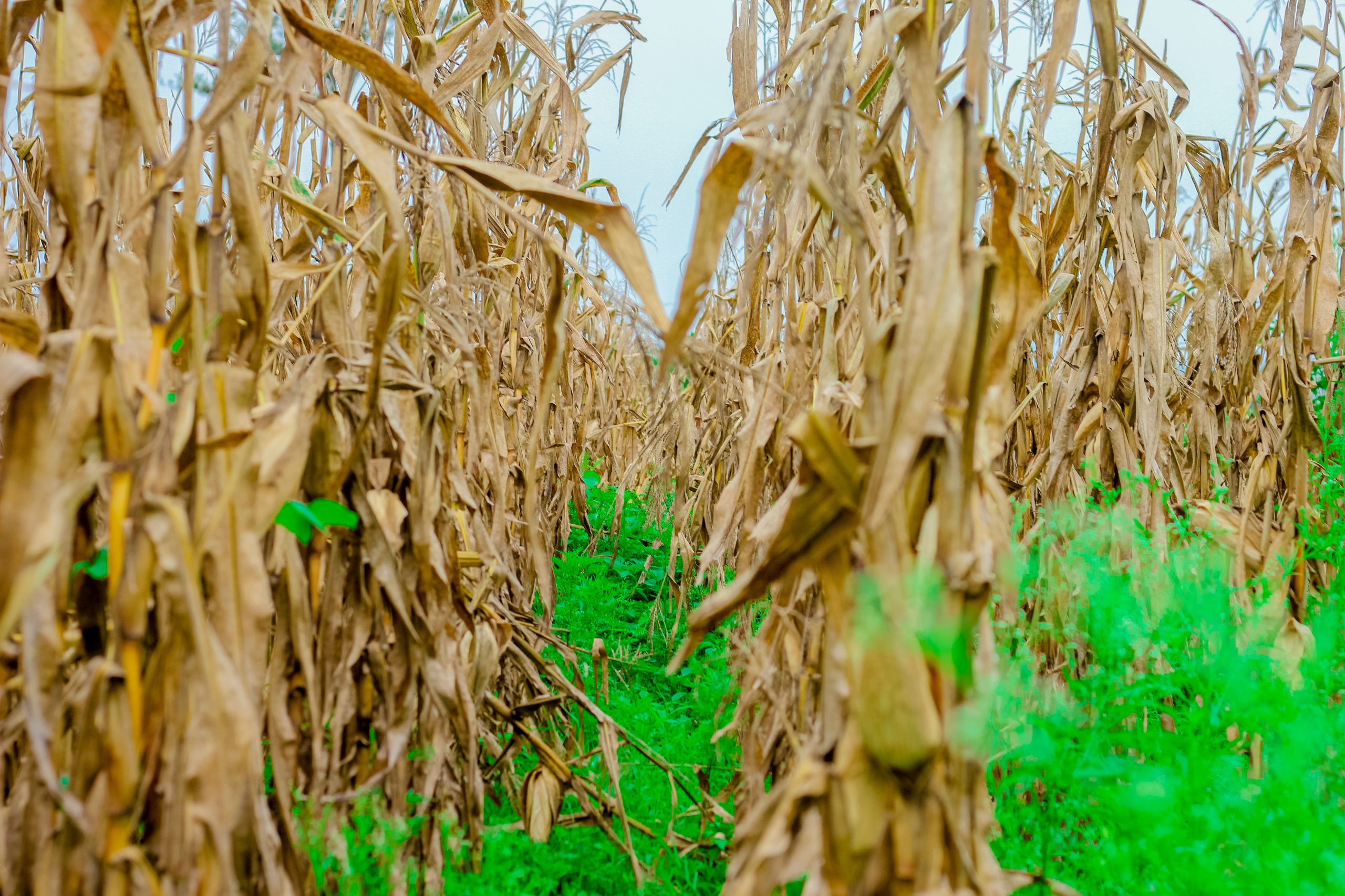 The maize field before the harvest.