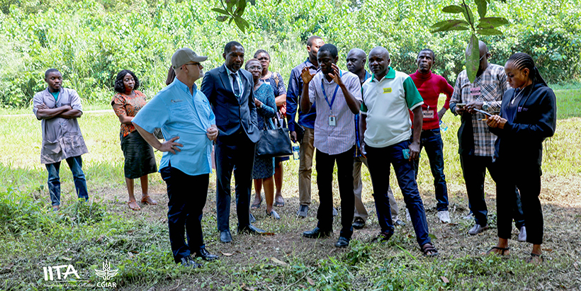 Touring the IITA Forest Center's Mango Orchard