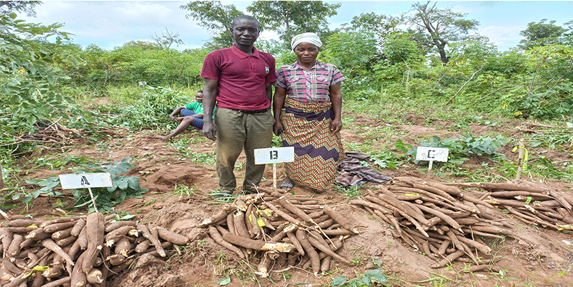 Tricot farmer and her wife at Daudu, Benue state with cassava harvested from tricot trials at 12 months for yield and post-harvest traits evaluation.