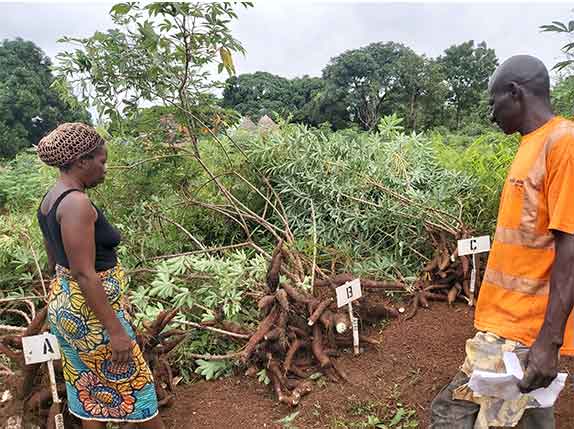 Tricot farmer (female) with the lead farmer (male) who collects data from a group of 10 farmers in Benue State