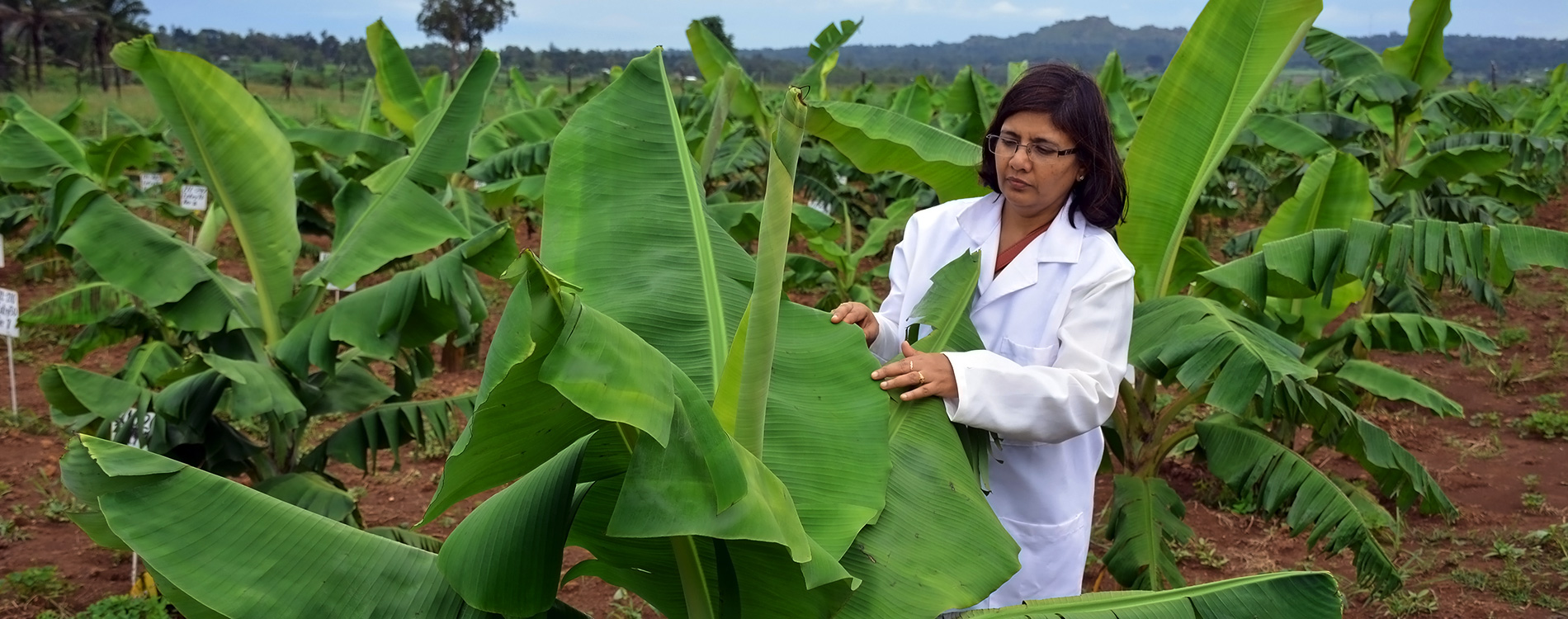 Do not regulate genome-edited crops – IITA woman scientist