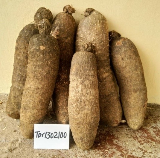 Tuber appearance of new variety (SharpSharp).
