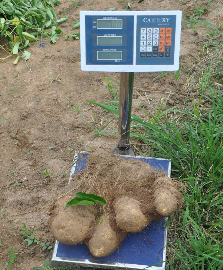 Picture of the tuber.
