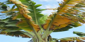 Discolored leaves of infectedbanana tree. Source: Viljoen, 2018.