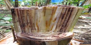 Stump of infected banana tree.Source: Viljoen, 2018.