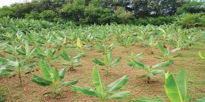 Banana field.