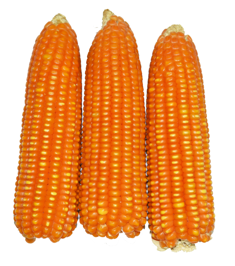 Vitamin A Maize.