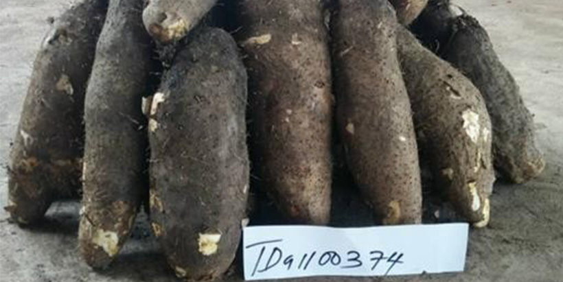 White yam UMUDr35-Delight has hairy tubers with dark brown skin and spiny skin cylindrical shape.