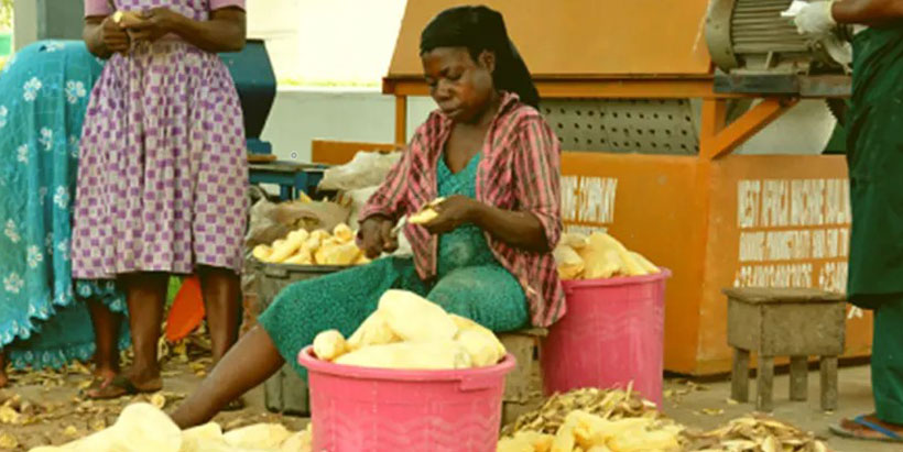 Woman peeling cassava for processing