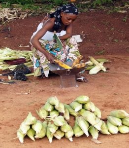 Maize project supports partners in COVID-19 response