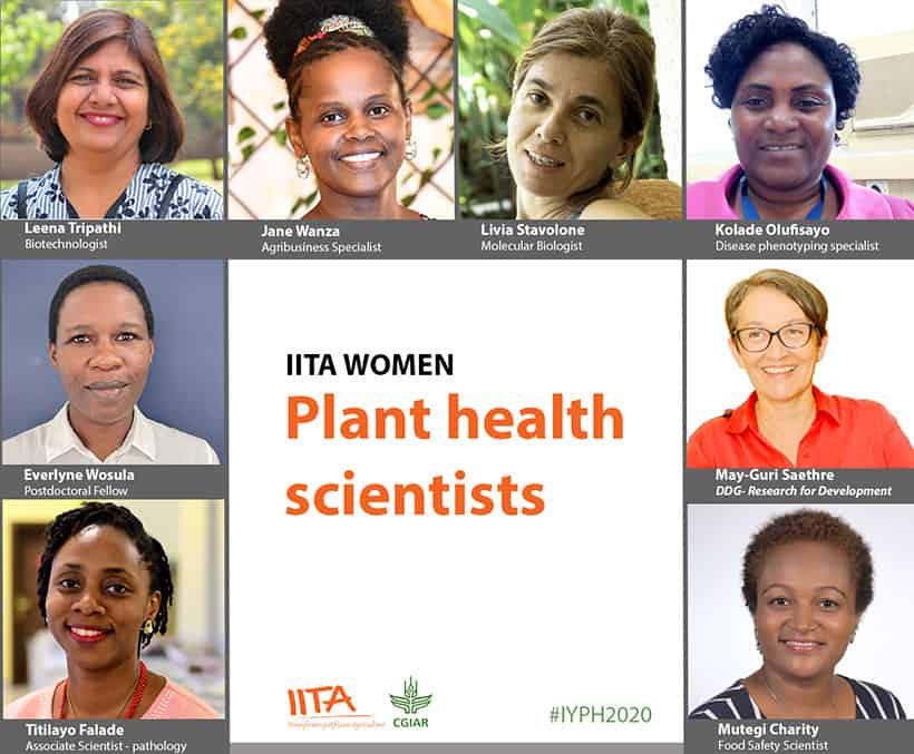 Meet CGIAR-IITA’s women fighting plant pests and diseases
