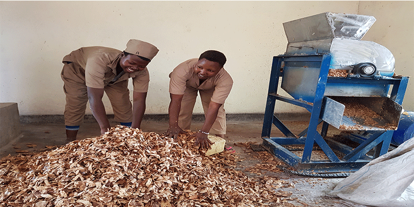Women sorting cassava peels for processing into livestock feed.