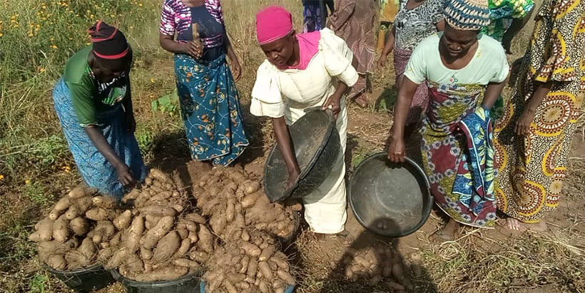 Women yam yam farmers from Alagbede, Oyo State showcasing their massive harvest.